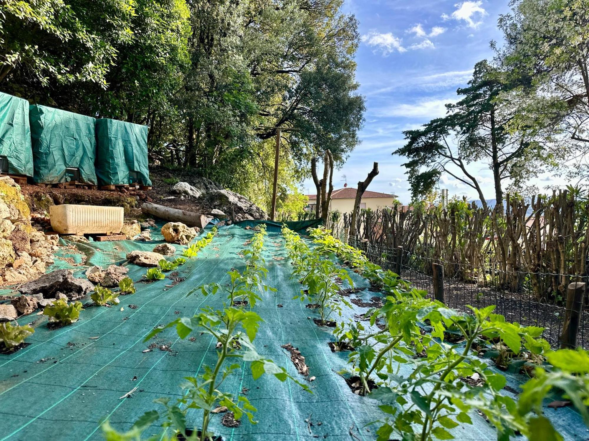 Villa Degli Ulivi Massa Marittima Eksteriør bilde